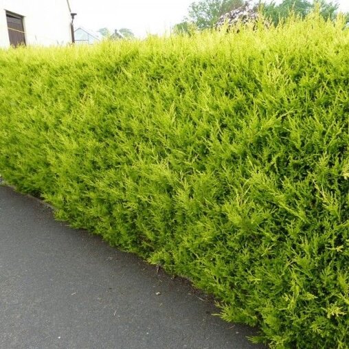 Cupressocyparis leylandii 'Castlewellan Gold' haag
